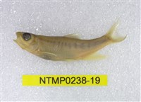 藏品(平頜鱲)的圖片